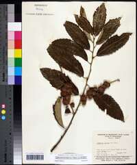 Castanea pumila var. pumila image