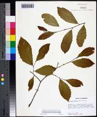 Castanea dentata image