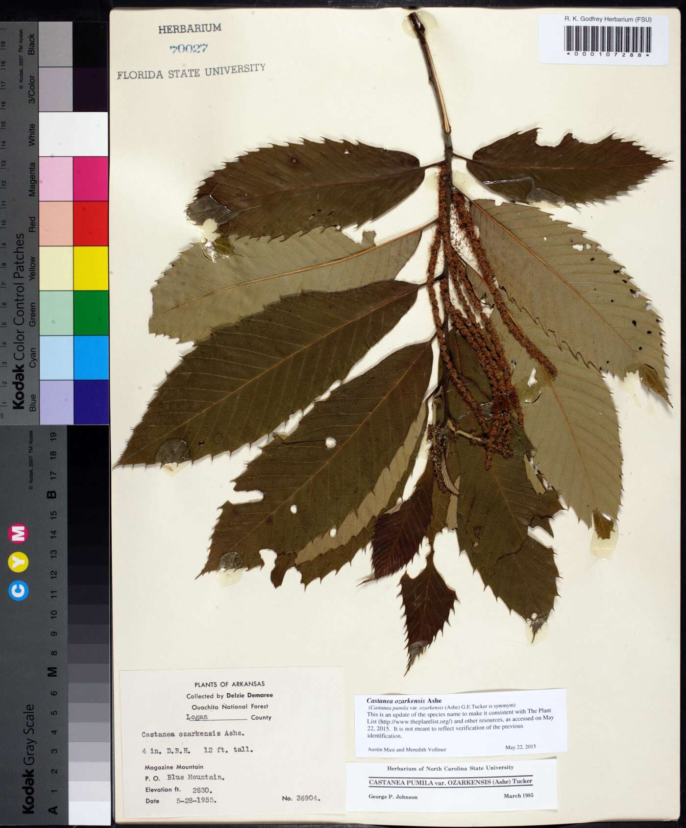 Castanea ozarkensis image