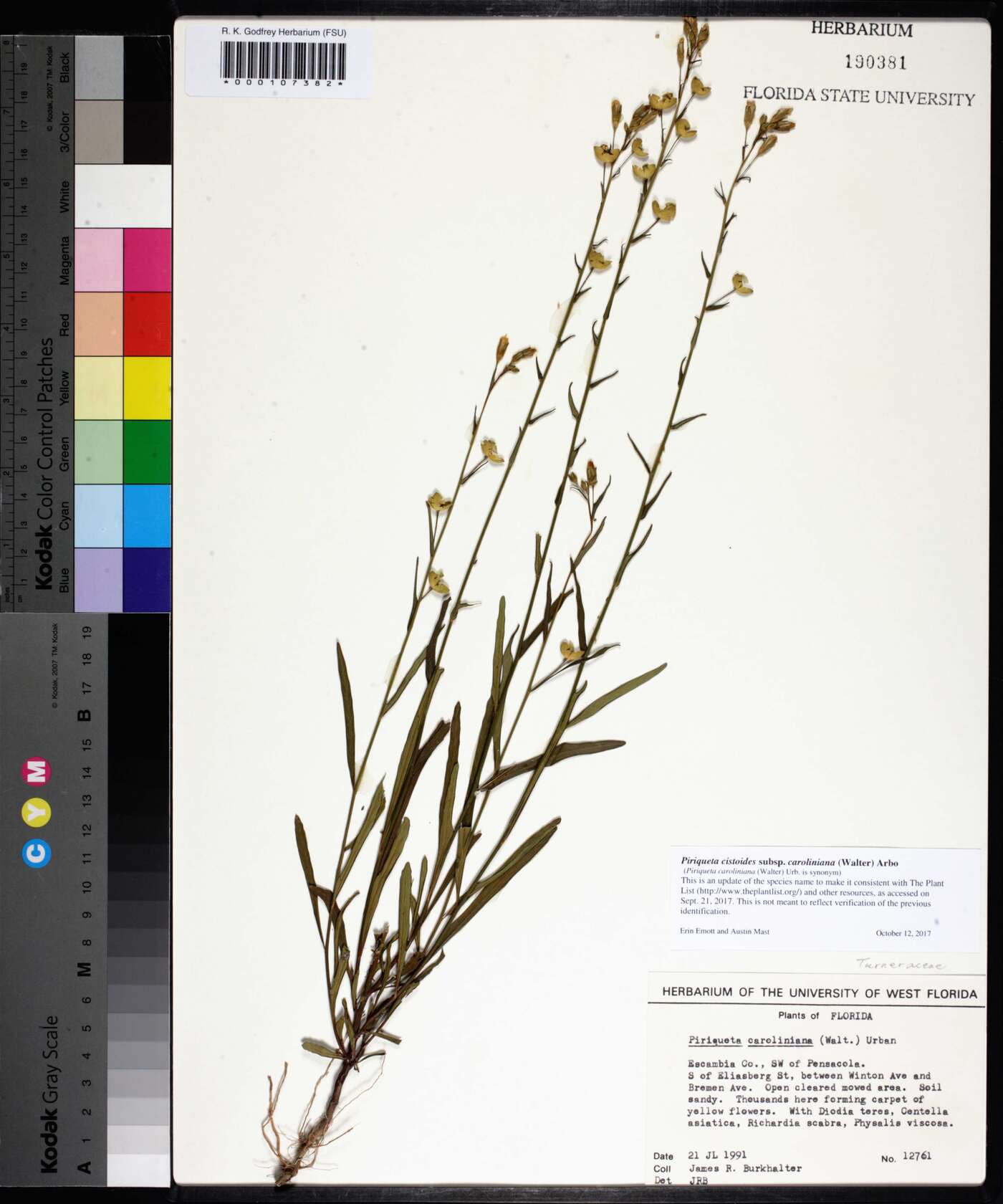 Piriqueta cistoides image