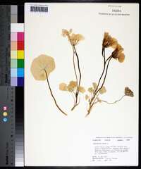 Tropaeolum majus image