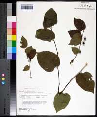 Celtis tenuifolia image