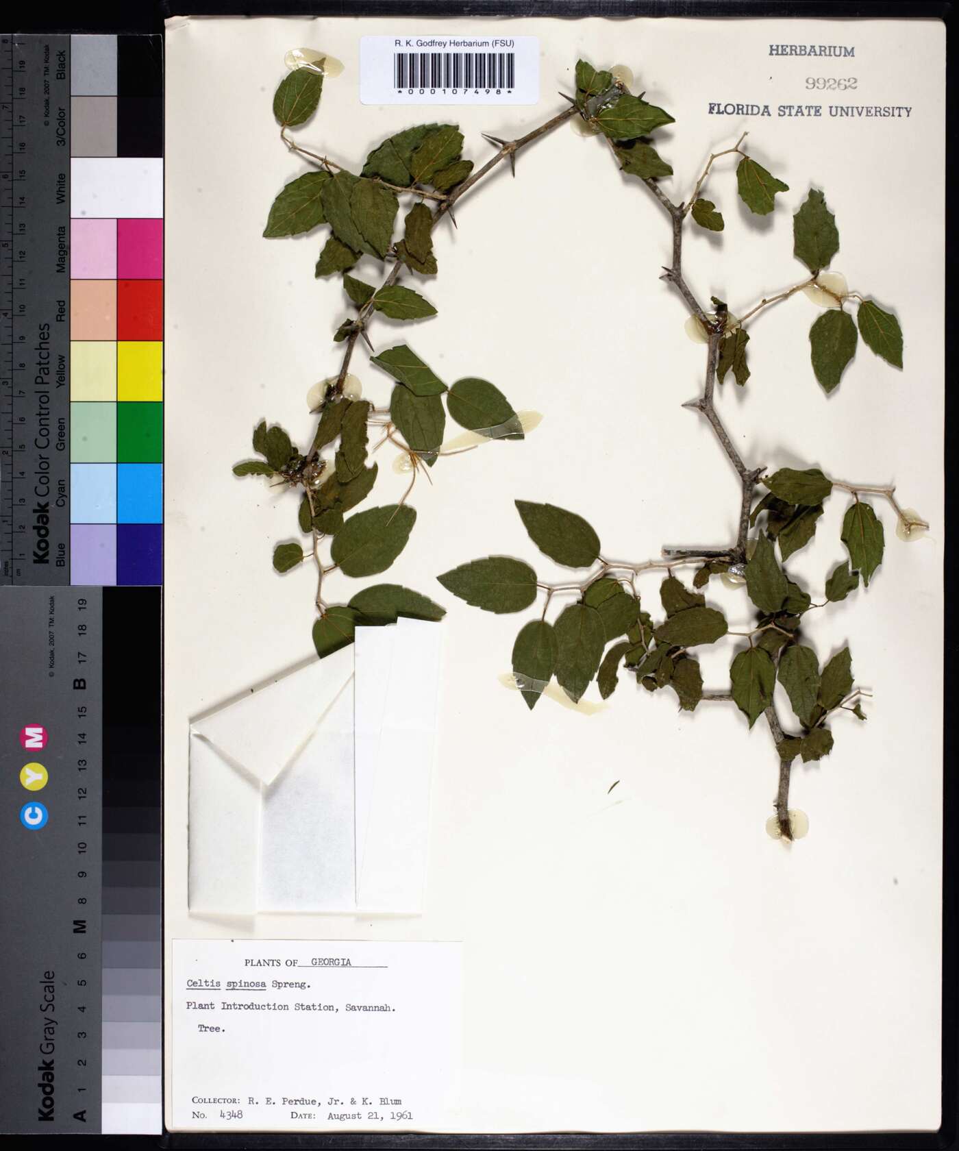 Celtis spinosa image