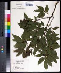 Celtis laevigata image