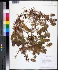 Lamium purpureum image