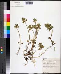 Lamium purpureum image