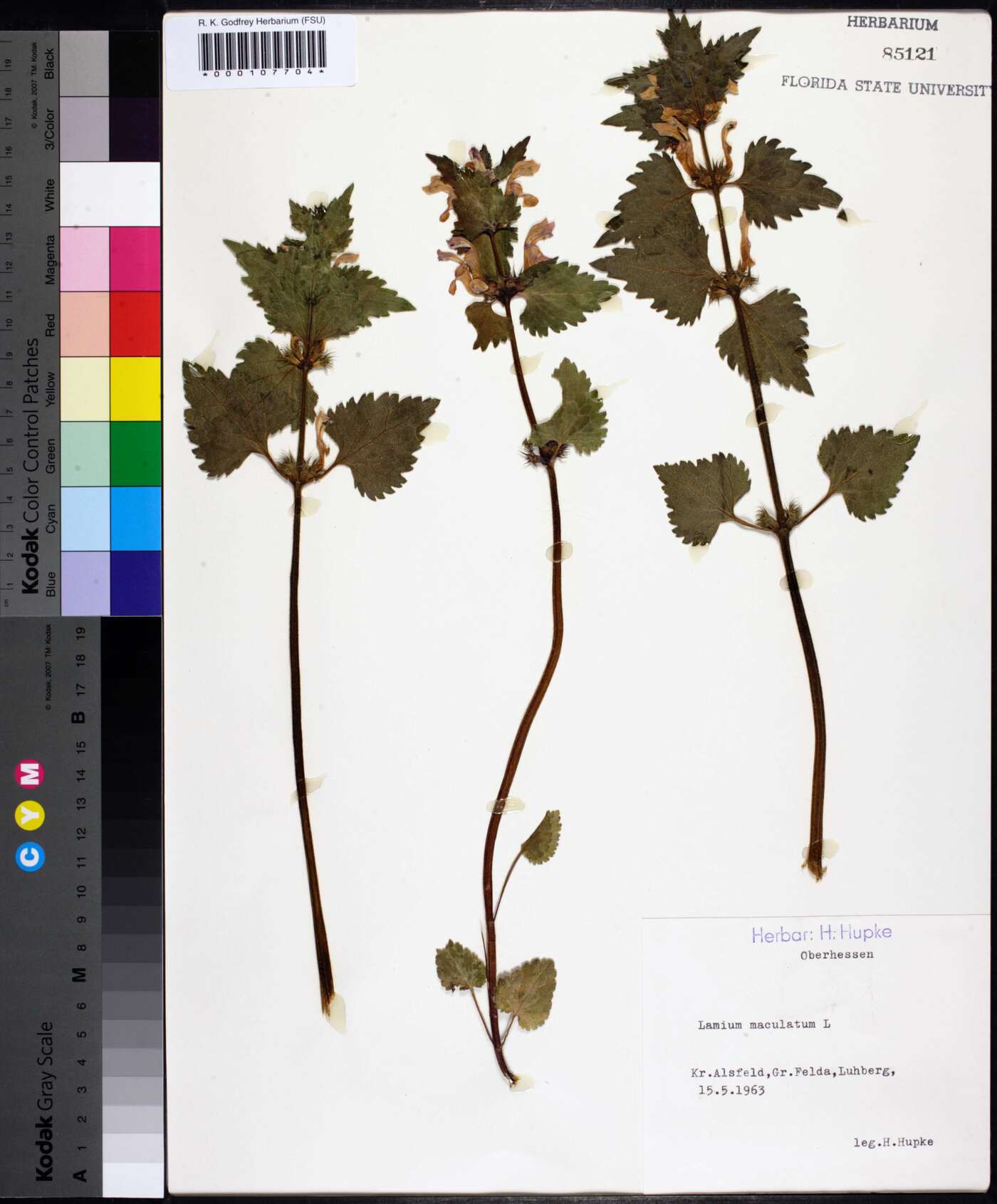 Lamium maculatum image