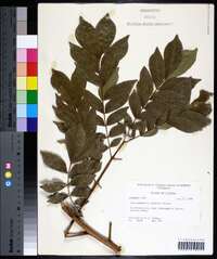 Wallaceodendron celebicum image