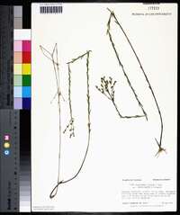 Linum floridanum image