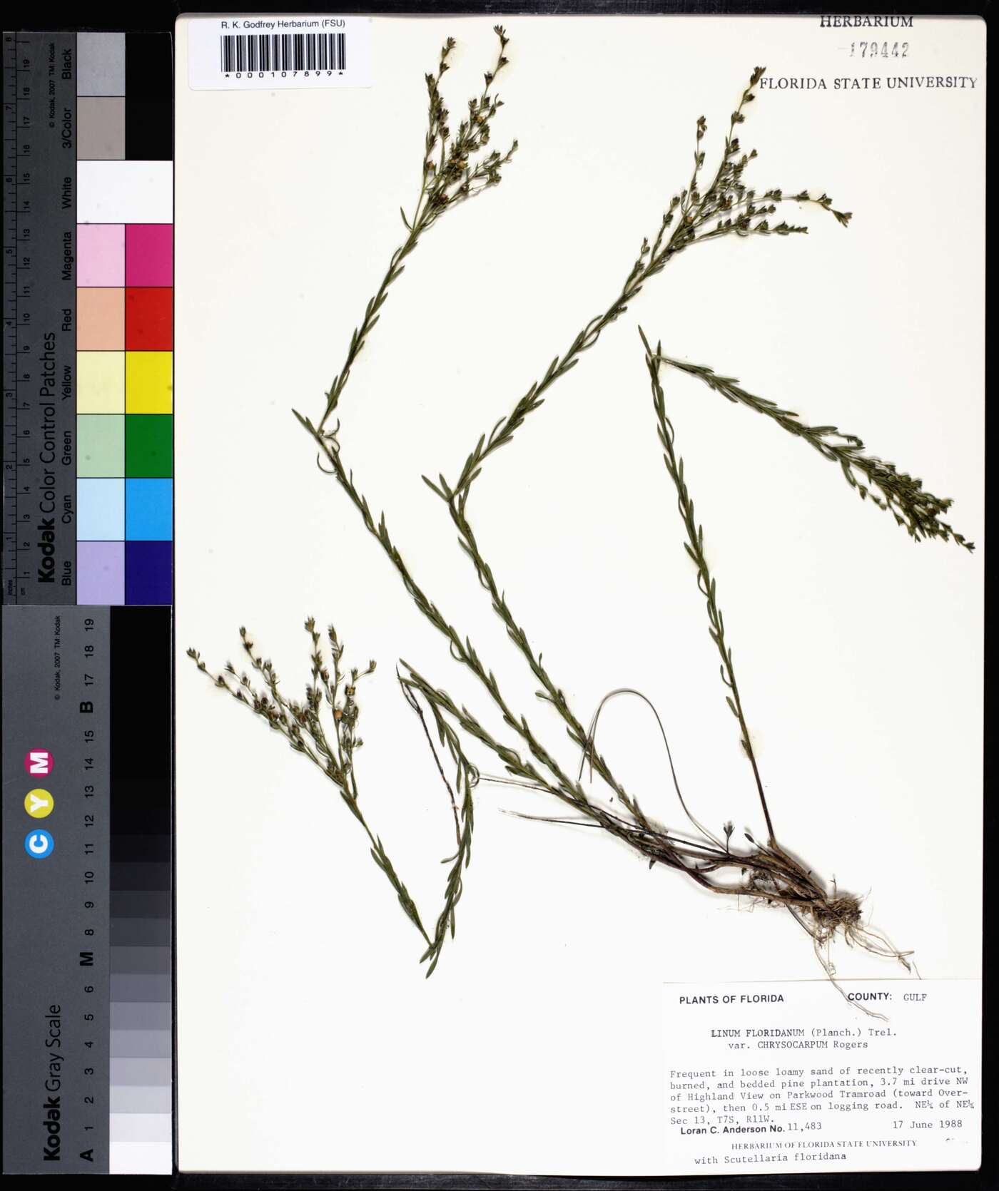 Linum floridanum var. chrysocarpum image