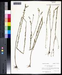 Linum floridanum var. floridanum image