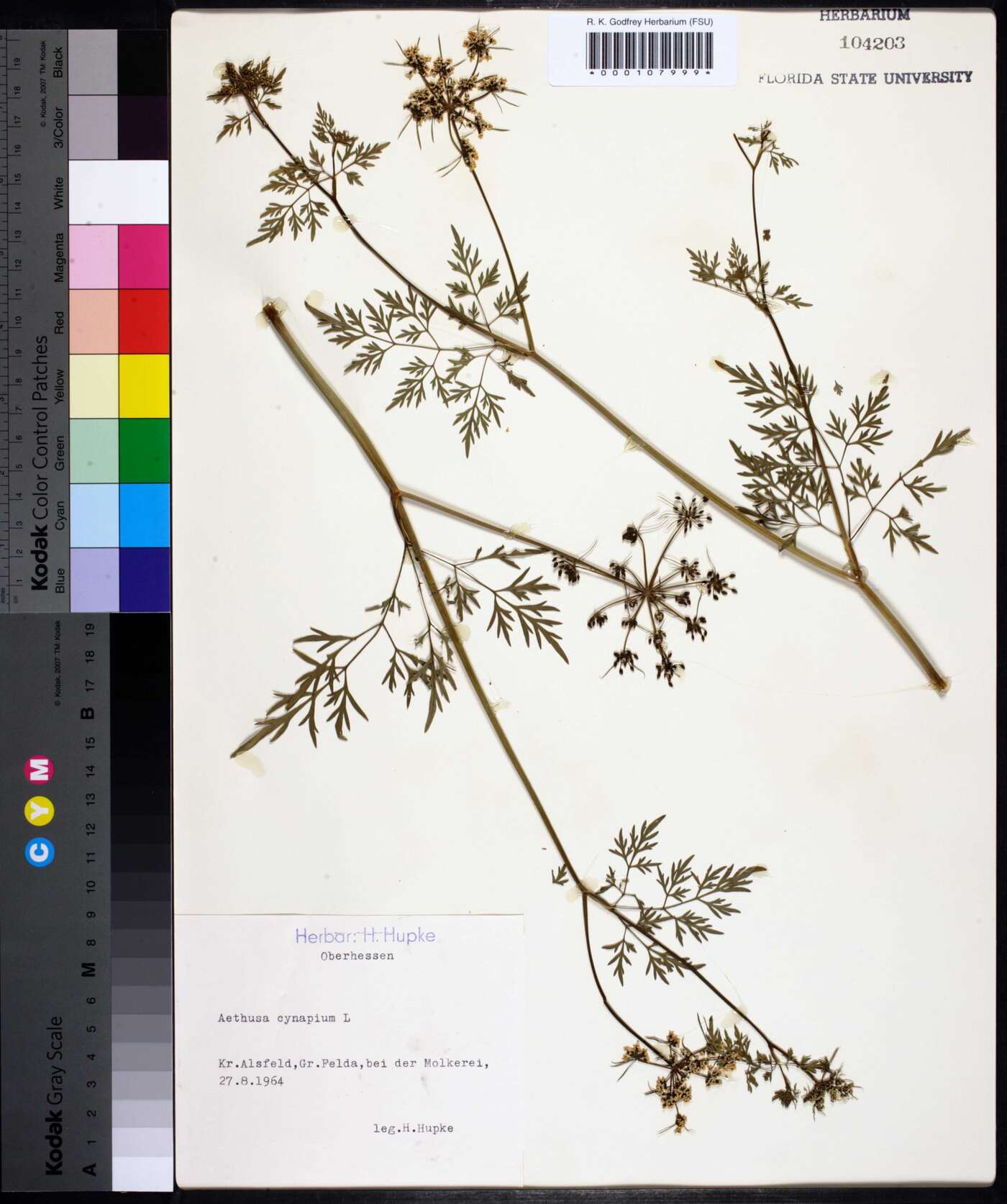 Aethusa cynapium image