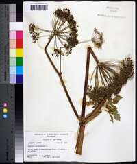 Angelica atropurpurea image