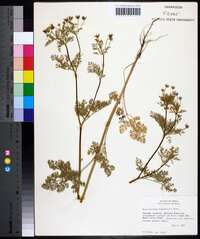 Chaerophyllum tainturieri var. dasycarpum image