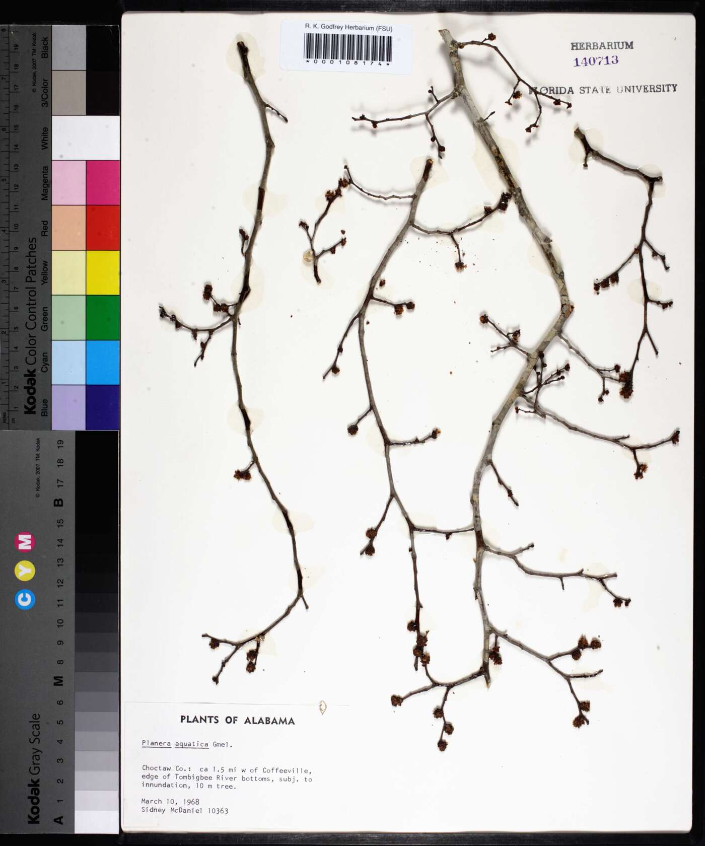 Planera aquatica image