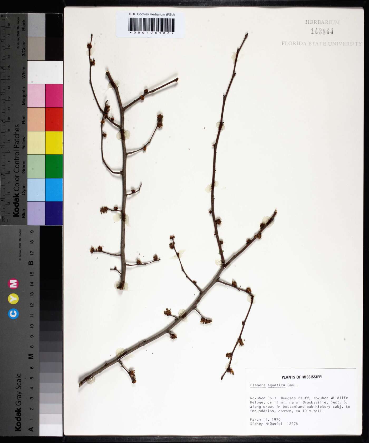 Planera aquatica image