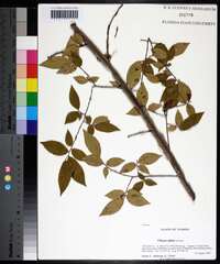 Ulmus alata image