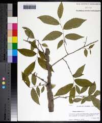 Ulmus alata image