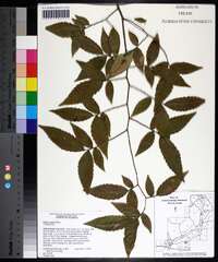 Ulmus alata image