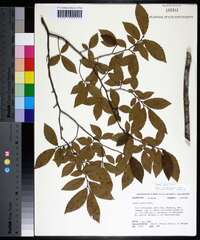 Ulmus alata image