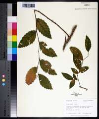 Ulmus alata image