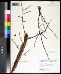 Ulmus alata image