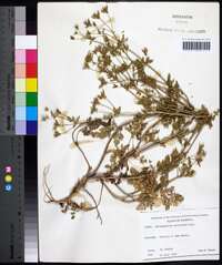 Chaerophyllum tainturieri var. dasycarpum image