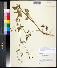 Chaerophyllum tainturieri var. dasycarpum image