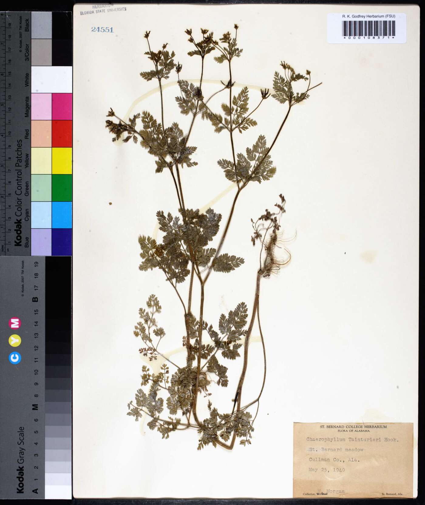 Chaerophyllum tainturieri var. dasycarpum image