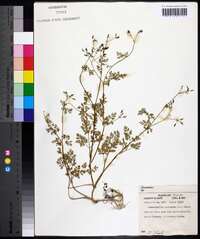 Chaerophyllum procumbens image