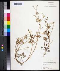 Chaerophyllum procumbens image