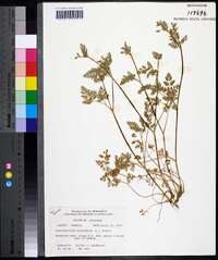 Chaerophyllum procumbens image