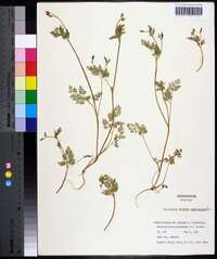 Chaerophyllum procumbens image