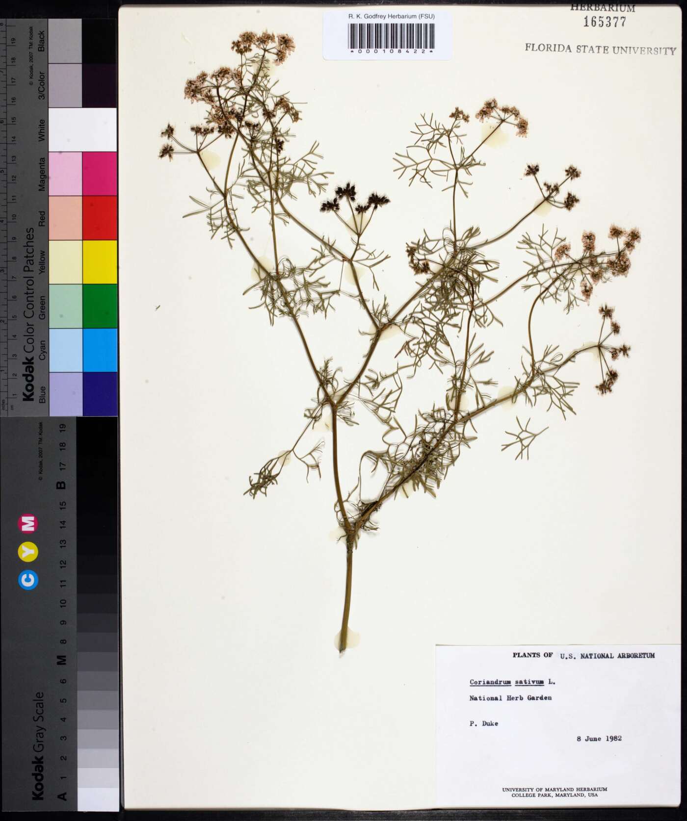 Coriandrum sativum image