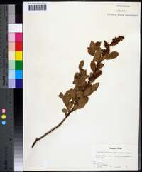 Vaccinium vacillans image