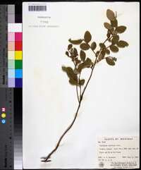 Vaccinium vacillans image