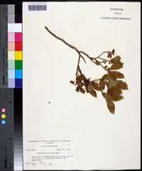 Vaccinium vacillans image