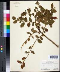 Vaccinium vacillans image