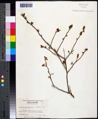 Vaccinium vacillans image