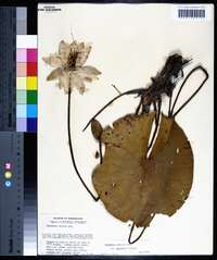 Nymphaea odorata subsp. odorata image