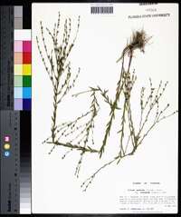 Linum medium var. texanum image