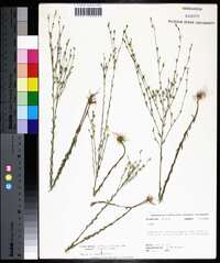 Linum medium var. texanum image