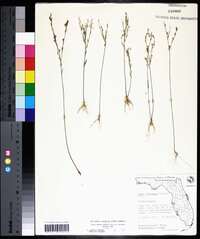 Linum medium var. texanum image