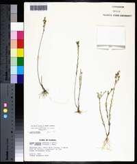 Linum medium var. texanum image