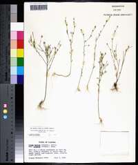 Linum medium var. texanum image