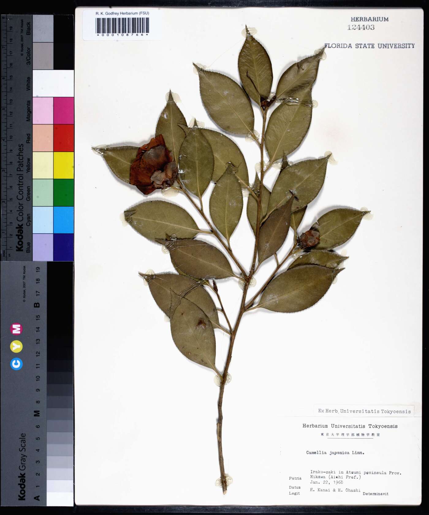 Camellia japonica image