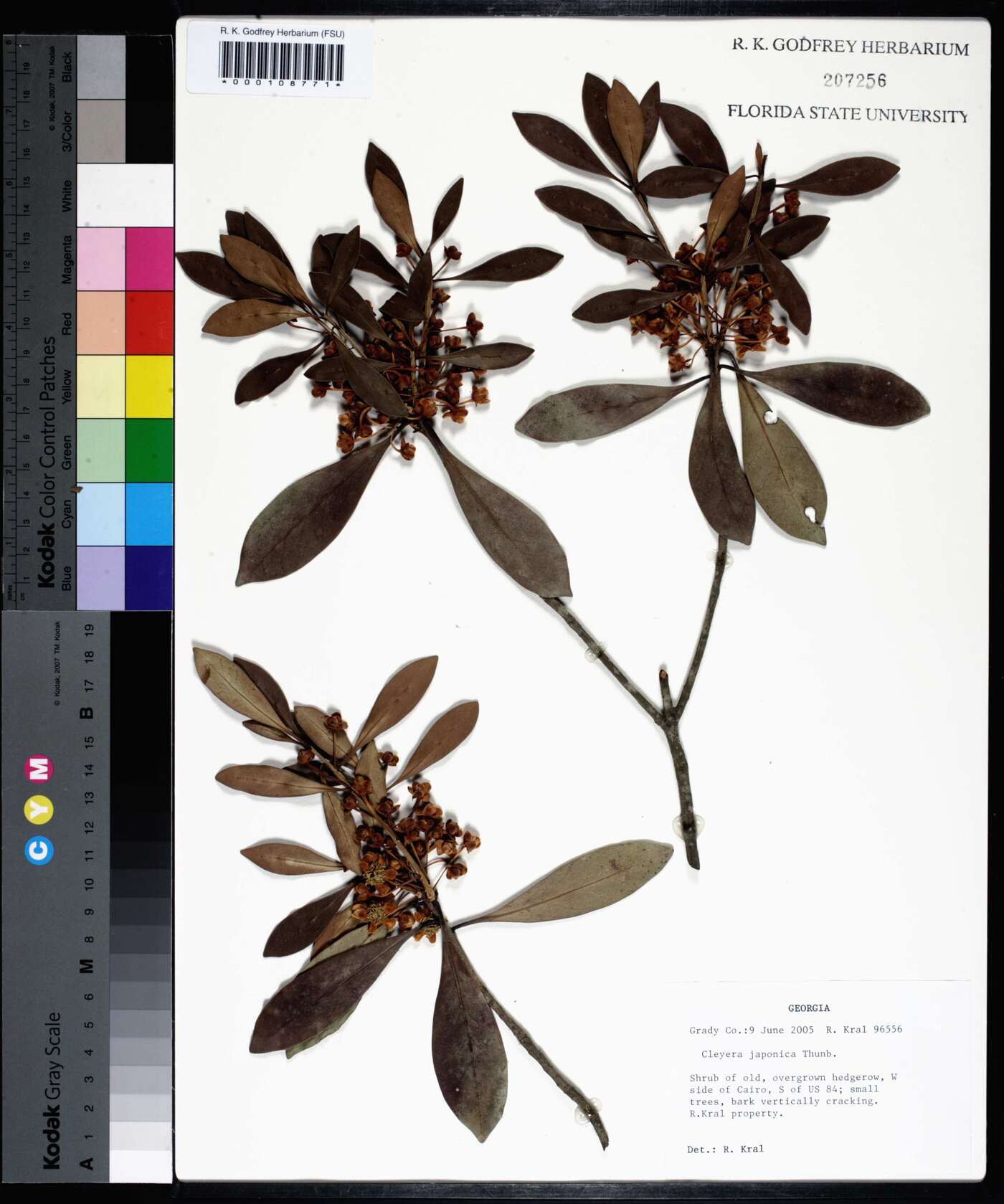 Cleyera japonica image