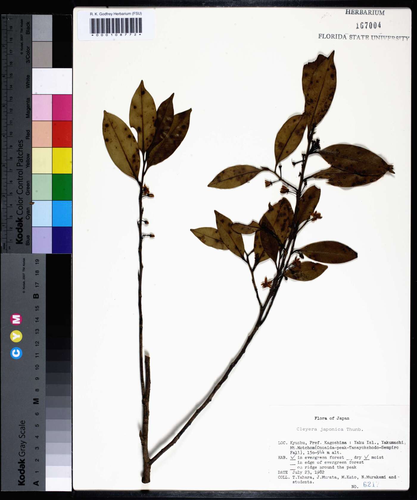 Cleyera japonica image