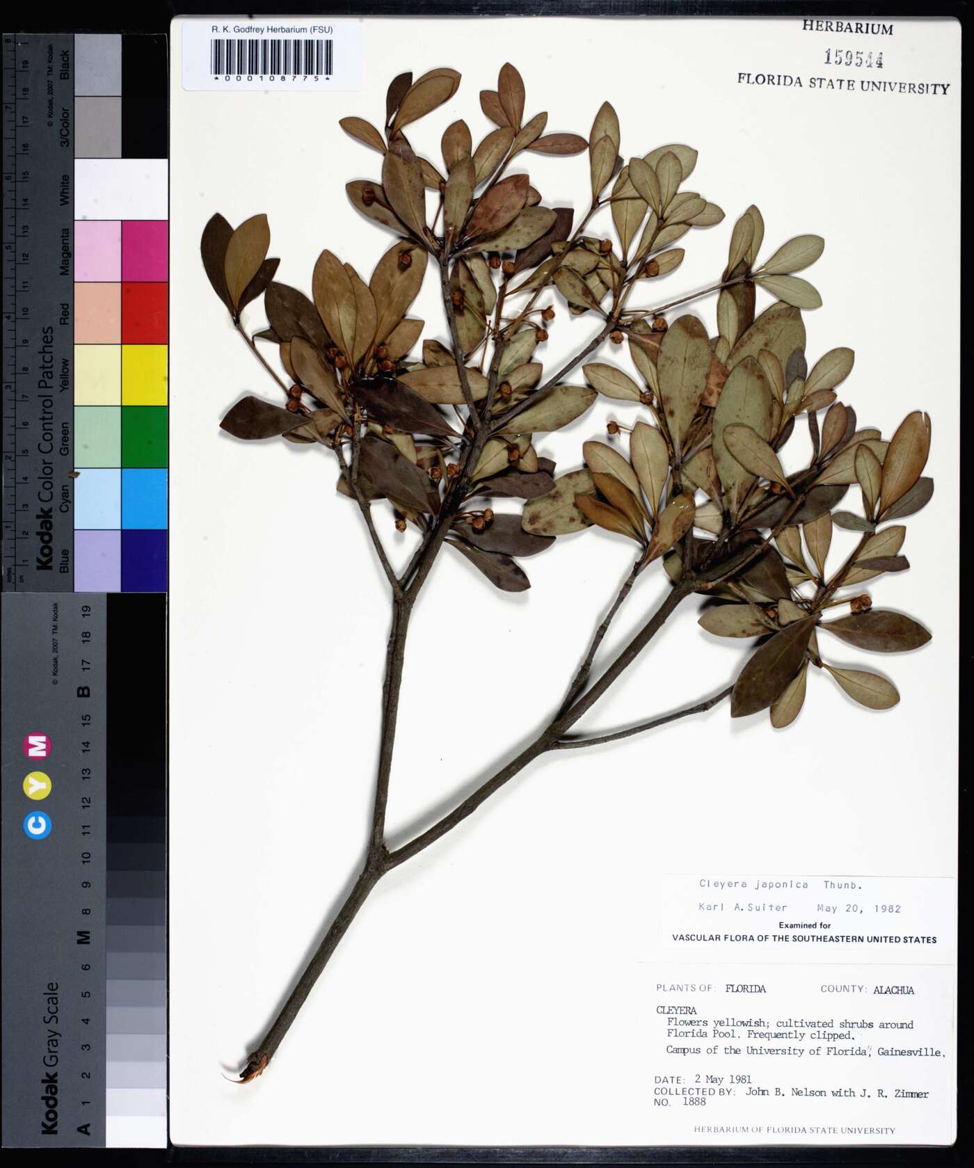 Cleyera japonica image