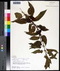 Image Associated With the Occurence